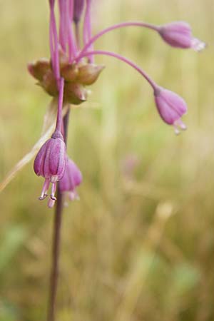 Allium carinatum \ Gekielter Lauch / Keeled Garlic, D Eching 25.7.2015