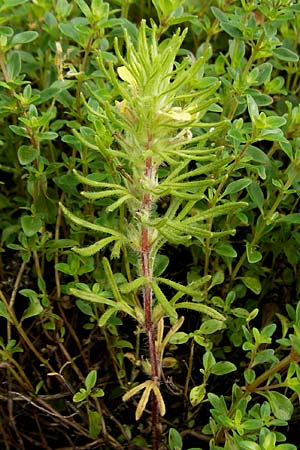 Ajuga chamaepitys \ Gelber Gnsel / Ground Pine, D Weinheim an der Bergstraße 5.6.2016