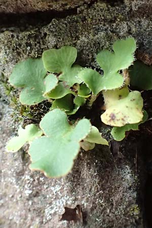 Asplenium ceterach \ Milzfarn, Schriftfarn / Rustyback, Scale Fern, D Ettlingen 26.6.2016