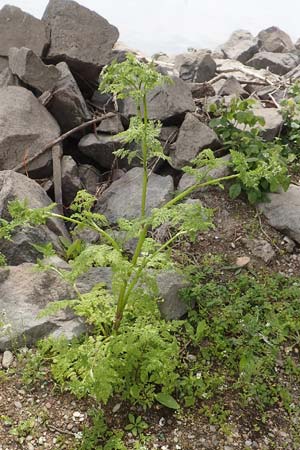 Anthriscus caucalis \ Hunds-Kerbel / Bur Chervil, D Mannheim 6.5.2017