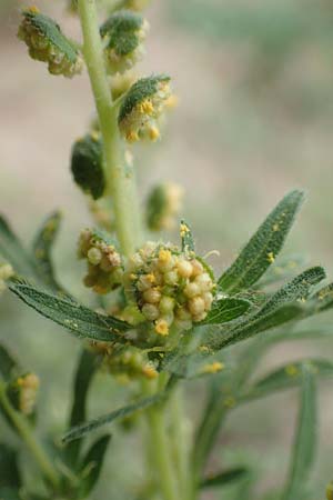 Ambrosia coronopifolia \ Ausdauernde Ambrosie, D Mannheim-Rheinau 8.8.2017