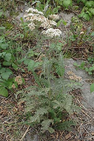 Achillea millefolium agg. \ Gemeine Schafgarbe, D Ludwigshafen 13.9.2017