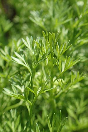 Anthriscus cerefolium \ Garten-Kerbel, D Stuttgart-Hohenheim 18.4.2018