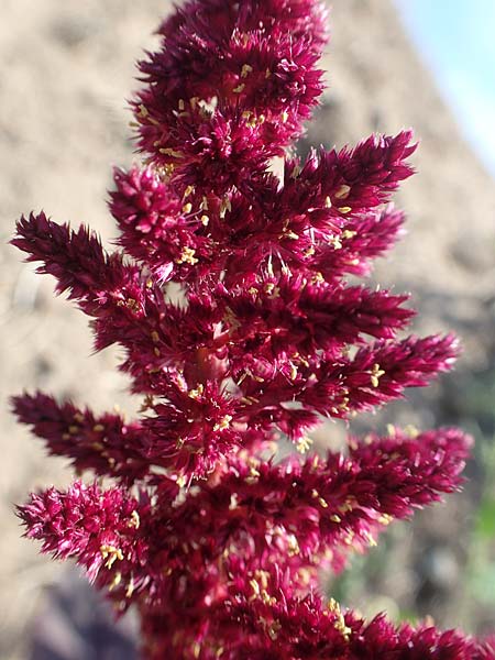 Amaranthus hypochondriacus \ Trauer-Amaranth, Prinzenfeder-Fuchsschwanz / Prince of Wales Pigweed, D Mannheim 16.9.2018