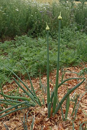 Allium cepa \ Küchen-Zwiebel, Sommer-Zwiebel / Onion, D Neuleiningen 15.6.2020