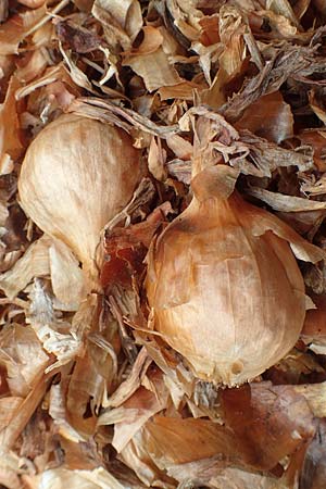 Allium cepa \ Küchen-Zwiebel, Sommer-Zwiebel / Onion, D Neuleiningen 15.6.2020