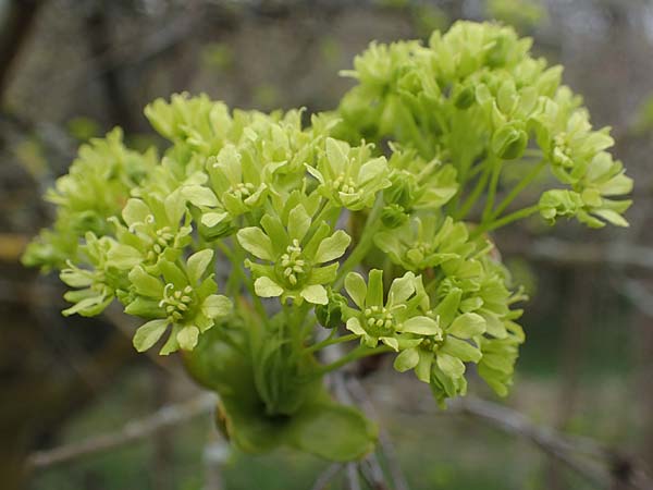 Acer platanoides \ Spitz-Ahorn / Norway Maple, D Rheinhessen, Flonheim 2.4.2021