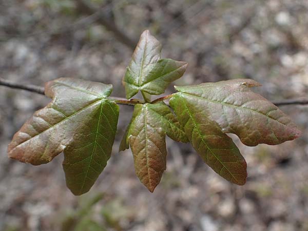 Acer campestre x monspessulanum \ Hybrid-Ahorn, D Bad Kreuznach 20.4.2021