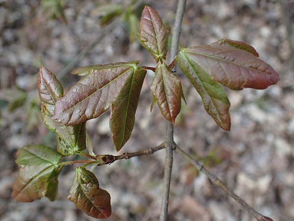 Acer campestre x monspessulanum \ Hybrid-Ahorn, D Bad Kreuznach 20.4.2021