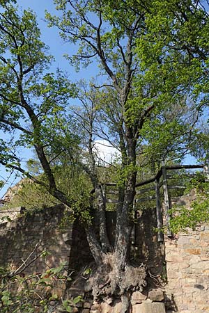 Acer monspessulanum \ Felsen-Ahorn, Franzsischer Maholder / Montpellier Maple, D Bad Kreuznach 20.4.2021