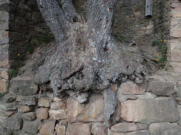 Acer monspessulanum \ Felsen-Ahorn, Franzsischer Maholder / Montpellier Maple, D Bad Kreuznach 20.4.2021