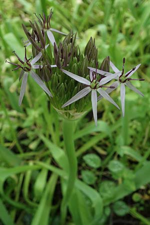 Allium cristophii \ Stern-Kugellauch, Stern von Persien / Star of Persia, Persian Onion, D Mannheim-Pfingstberg 19.5.2021