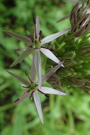 Allium cristophii \ Stern-Kugellauch, Stern von Persien / Star of Persia, Persian Onion, D Mannheim-Pfingstberg 19.5.2021