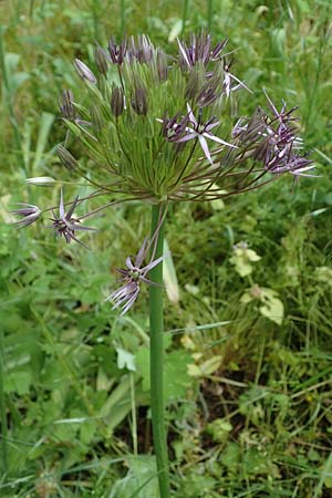 Allium cristophii \ Stern-Kugellauch, Stern von Persien / Star of Persia, Persian Onion, D Mannheim-Pfingstberg 25.5.2021