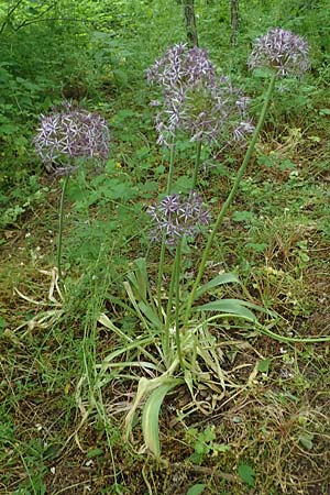 Allium cristophii \ Stern-Kugellauch, Stern von Persien / Star of Persia, Persian Onion, D Mannheim-Pfingstberg 5.6.2021