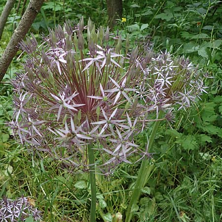 Allium cristophii \ Stern-Kugellauch, Stern von Persien / Star of Persia, Persian Onion, D Mannheim-Pfingstberg 5.6.2021