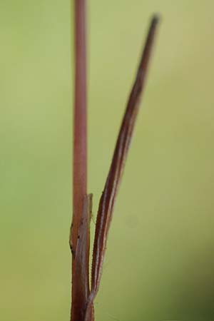 Aira caryophyllea \ Nelken-Haferschmiele / Common Silver Hair-Grass, D Pfalz, Speyer 15.6.2021