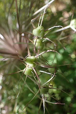 Allium cristophii \ Stern-Kugellauch, Stern von Persien / Star of Persia, Persian Onion, D Mannheim-Pfingstberg 19.6.2021