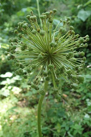 Allium aflatunense \ Iran-Lauch, Purpur-Kugellauch / Purple Ball Leek, D Mannheim-Pfingstberg 19.6.2021