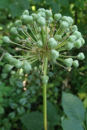 Allium aflatunense \ Iran-Lauch, Purpur-Kugellauch / Purple Ball Leek, D Mannheim-Pfingstberg 19.6.2021