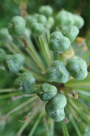Allium aflatunense \ Iran-Lauch, Purpur-Kugellauch / Purple Ball Leek, D Mannheim-Pfingstberg 19.6.2021
