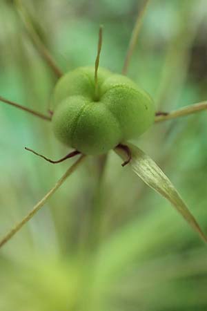 Allium cristophii \ Stern-Kugellauch, Stern von Persien / Star of Persia, Persian Onion, D Mannheim-Pfingstberg 19.6.2021