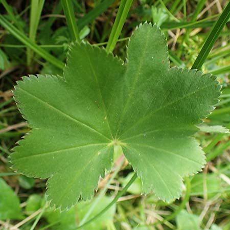 Alchemilla connivens \ Zusammenneigender Frauenmantel / Together Tilting Lady's Mantle, D Villingen-Schwenningen 12.7.2021