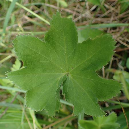 Alchemilla connivens \ Zusammenneigender Frauenmantel, D Villingen-Schwenningen 12.7.2021