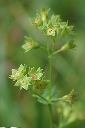 Alchemilla connivens \ Zusammenneigender Frauenmantel / Together Tilting Lady's Mantle, D Villingen-Schwenningen 12.7.2021