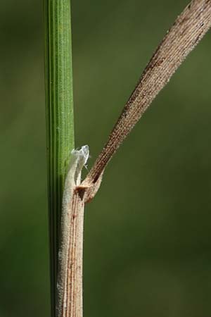 Agrostis canina \ Hunds-Straugras / Velvet Bentgrass, D Mörfelden-Walldorf 14.8.2021