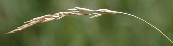 Agrostis canina \ Hunds-Straugras / Velvet Bentgrass, D Mörfelden-Walldorf 14.8.2021