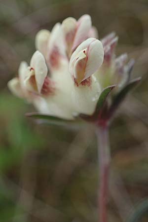 Anthyllis vulneraria subsp. carpatica \ Karpaten-Wundklee / Carpathian Kidney Vetch, D Thüringen, Heldrungen 16.6.2023