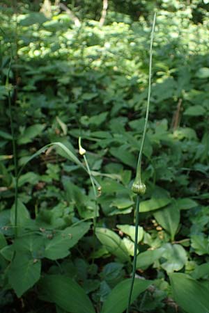 Allium carinatum \ Gekielter Lauch / Keeled Garlic, D Querfurt 18.6.2023