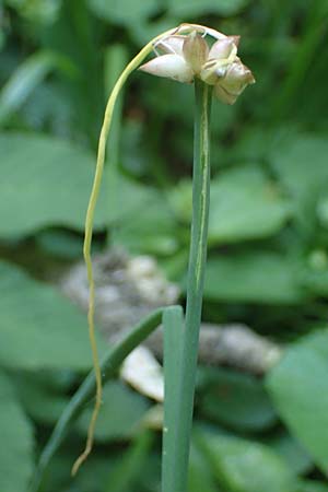 Allium carinatum \ Gekielter Lauch / Keeled Garlic, D Querfurt 18.6.2023