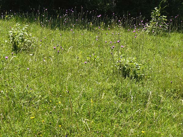 Carduus defloratus / Alpine Thistle, D Allmendingen 10.7.2015