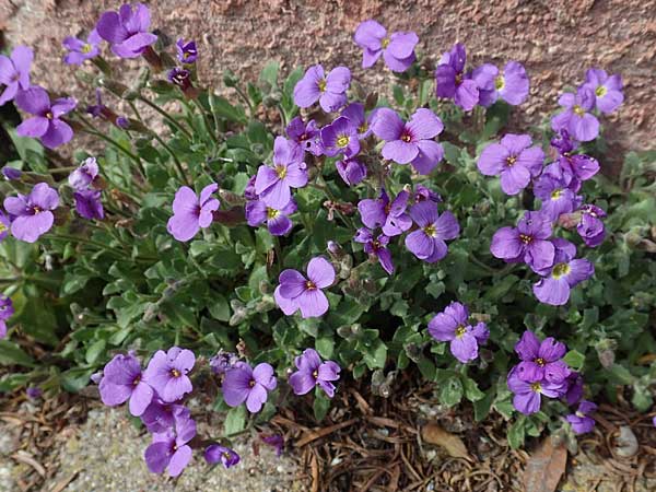 Aubrieta deltoidea / Purple Rock Cress, D Wachenheim 2.4.2018