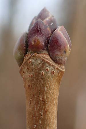 Aralia excelsa s.l. / Tall Spikenard, D Mannheim 29.1.2017