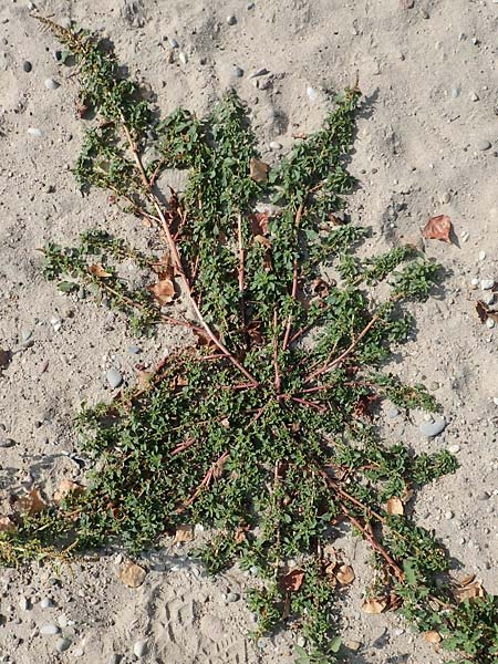 Amaranthus blitum subsp. emarginatus / Pigweed, D Mannheim 11.10.2018