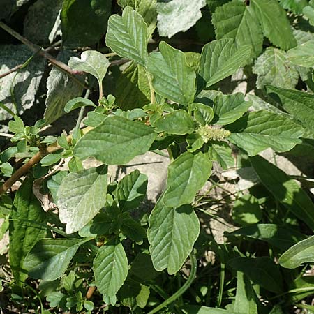 Amaranthus blitum subsp. emarginatus / Pigweed, D Mannheim 15.9.2019