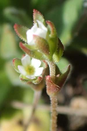 Androsace elongata \ Langgestielter Mannsschild, D Rheinhessen, Frei-Laubersheim 2.4.2021