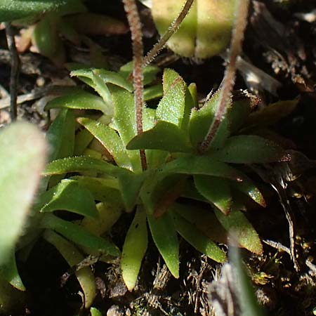 Androsace elongata \ Langgestielter Mannsschild / Elongated Rock Jasmine, D Rheinhessen, Frei-Laubersheim 2.4.2021