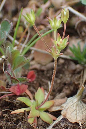 Androsace elongata \ Langgestielter Mannsschild / Elongated Rock Jasmine, D Rheinhessen, Frei-Laubersheim 13.4.2021