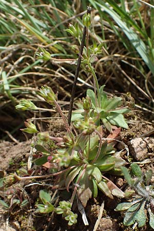 Androsace elongata \ Langgestielter Mannsschild, D Rheinhessen, Frei-Laubersheim 13.4.2021