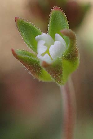 Androsace elongata \ Langgestielter Mannsschild / Elongated Rock Jasmine, D Rheinhessen, Frei-Laubersheim 13.4.2021