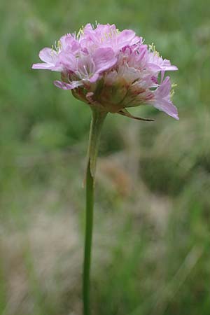 Armeria maritima subsp. elongata / Tall Thrift, D Sachsen-Anhalt, Hettstedt 11.6.2022