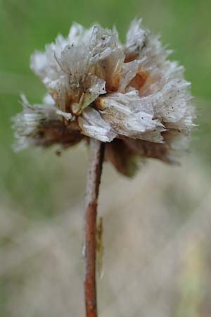 Armeria maritima subsp. elongata \ Sand-Grasnelke / Tall Thrift, D Sachsen-Anhalt, Hettstedt 11.6.2022