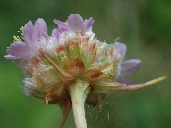 Armeria maritima subsp. elongata \ Sand-Grasnelke / Tall Thrift, D Sachsen-Anhalt, Hettstedt 11.6.2022