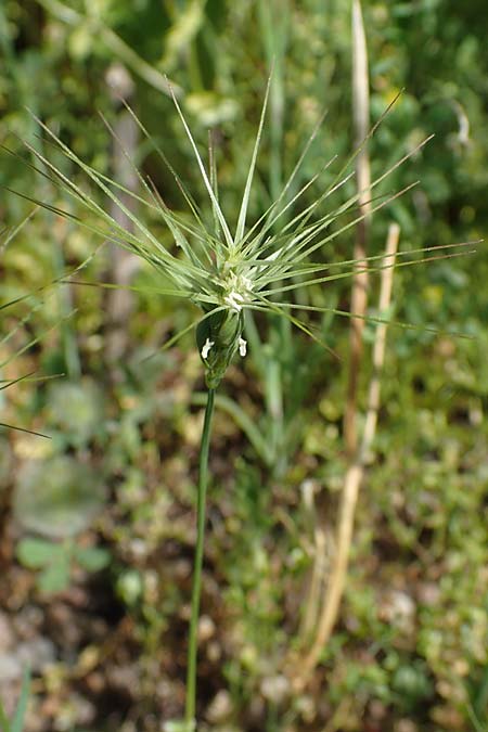 Aegilops geniculata \ Geknieter Walch, Eifrmiger Walch / Bent Goatgrass, D  2.6.2023