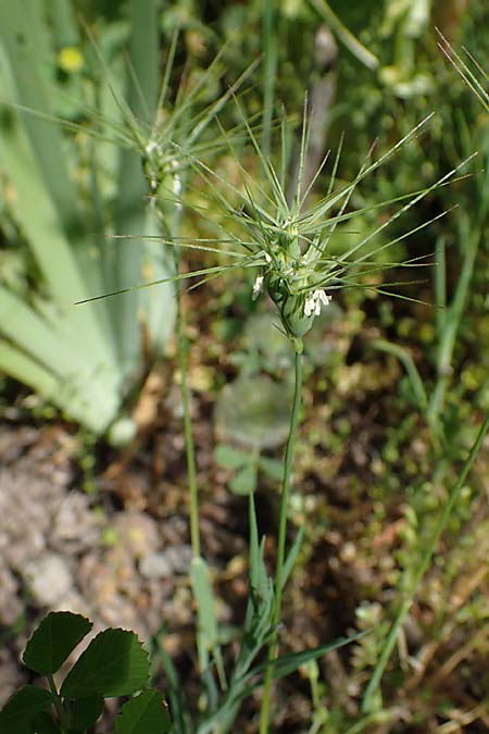 Aegilops geniculata \ Geknieter Walch, Eifrmiger Walch / Bent Goatgrass, D  2.6.2023