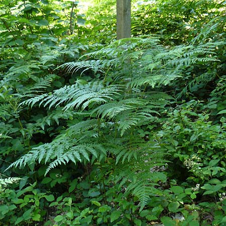 Pteridium aquilinum \ Adlerfarn, D Eberbach-Gaimühle 5.7.2015